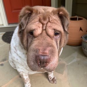 Meet your Posher, Perry